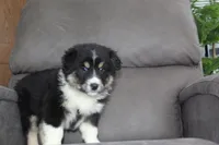 Tucker, a male Australian Shepherd for sale in Dundee, OH – Photo 4 of 8