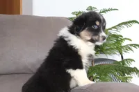 Tucker, a male Australian Shepherd for sale in Dundee, OH – Photo 6 of 8