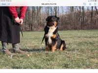Tucker, a male Australian Shepherd for sale in Dundee, OH – Photo 7 of 8