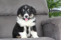 Tucker, a male Australian Shepherd for sale in Dundee, OH – Photo 1 of 8
