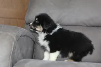 Tucker, a male Australian Shepherd for sale in Dundee, OH – Photo 3 of 8