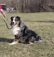 Tucker, a male Australian Shepherd for sale in Dundee, OH – Photo 8 of 8