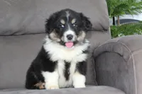 Tucker, a male Australian Shepherd for sale in Dundee, OH – Photo 5 of 8