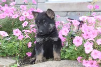 Dixie, a female German Shepherd Dog for sale in Dundee, OH – Photo 3 of 9