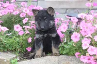 Dixie, a female German Shepherd Dog for sale in Dundee, OH – Photo 2 of 9