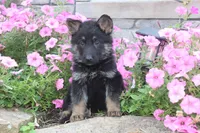Dixie, a female German Shepherd Dog for sale in Dundee, OH – Photo 7 of 9