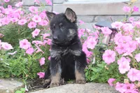 Dixie, a female German Shepherd Dog for sale in Dundee, OH – Photo 5 of 9