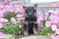 Dixie, a female German Shepherd Dog for sale in Dundee, OH – Photo 6 of 9