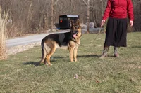 Dixie, a female German Shepherd Dog for sale in Dundee, OH – Photo 8 of 9