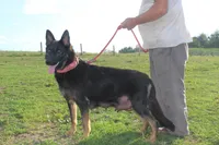 Dixie, a female German Shepherd Dog for sale in Dundee, OH – Photo 9 of 9