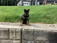 Dixie, a female German Shepherd Dog for sale in Dundee, OH – 2 of 5