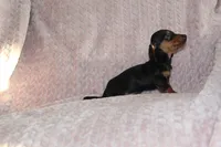 Micky, a male Miniature Dachshund for sale in Dundee, OH – Photo 4 of 4
