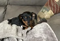 Micky, a male Miniature Dachshund for sale in Dundee, OH – 3 of 7