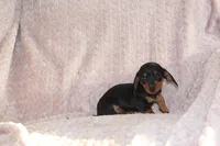 Micky, a male Miniature Dachshund for sale in Dundee, OH – Photo 3 of 4