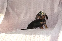 Micky, a male Miniature Dachshund for sale in Dundee, OH – Photo 2 of 4