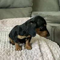 Micky, a male Miniature Dachshund for sale in Dundee, OH – 5 of 7