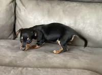 Micky, a male Miniature Dachshund for sale in Dundee, OH – 6 of 7