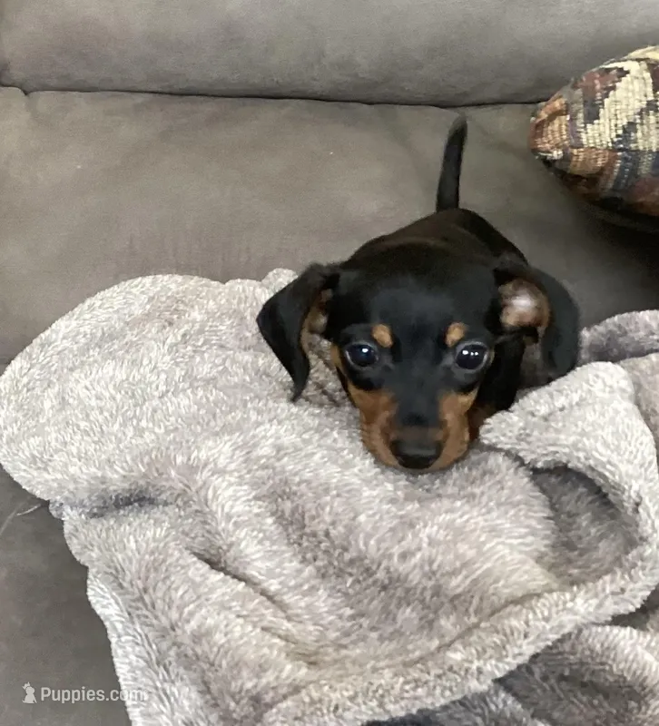 Micky – Miniature Dachshund puppy for sale in Dundee, OH