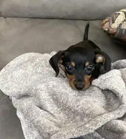 Micky, a male Miniature Dachshund for sale in Dundee, OH – 1 of 7