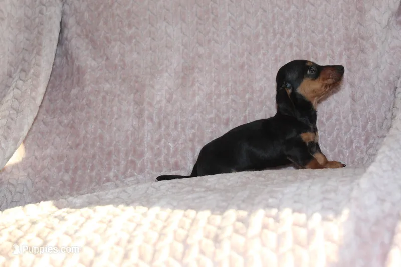 Micky – Miniature Dachshund puppy for sale in Dundee, OH