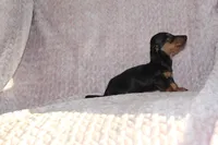Micky, a male Miniature Dachshund for sale in Dundee, OH – Photo 1 of 4