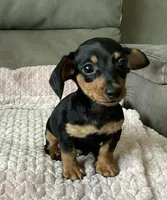 Micky, a male Miniature Dachshund for sale in Dundee, OH – 4 of 7