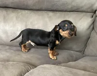Micky, a male Miniature Dachshund for sale in Dundee, OH – 7 of 7