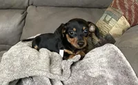 Micky, a male Miniature Dachshund for sale in Dundee, OH – 2 of 7