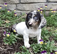 Duke, a male Miniature Dachshund for sale in Dundee, OH – Photo 2 of 9