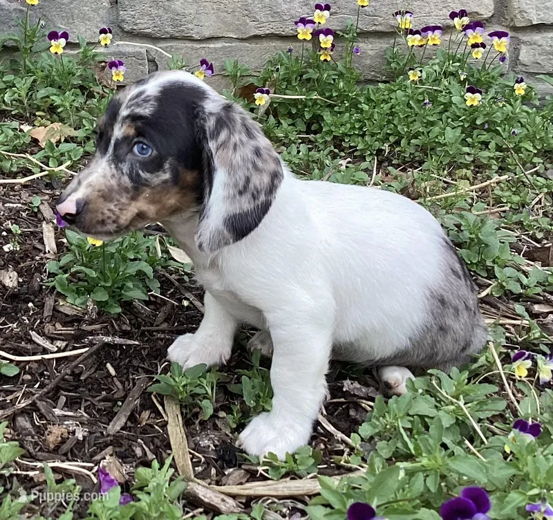Duke – Miniature Dachshund puppy for sale in Dundee, OH