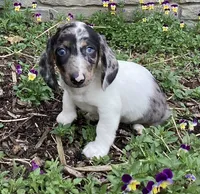 Duke, a male Miniature Dachshund for sale in Dundee, OH – Photo 3 of 9