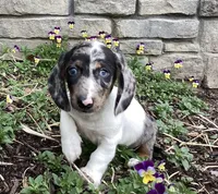 Duke, a male Miniature Dachshund for sale in Dundee, OH – Photo 4 of 9