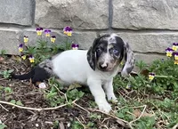 Duke, a male Miniature Dachshund for sale in Dundee, OH – Photo 6 of 9