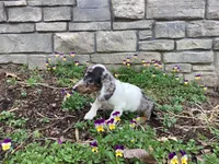 Duke, a male Miniature Dachshund for sale in Dundee, OH – Photo 8 of 9