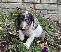 Duke, a male Miniature Dachshund for sale in Dundee, OH – Photo 5 of 9