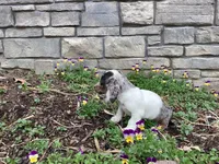 Duke, a male Miniature Dachshund for sale in Dundee, OH – Photo 9 of 9