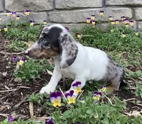 Duke, a male Miniature Dachshund for sale in Dundee, OH – Photo 7 of 9
