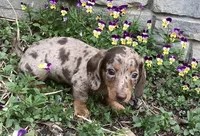 Popcorn , a male Miniature Dachshund for sale in Dundee, OH – Photo 4 of 6