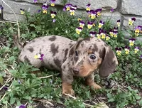 Popcorn , a male Miniature Dachshund for sale in Dundee, OH – Photo 5 of 6