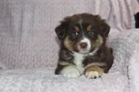 Poppy, a female Australian Shepherd for sale in Dundee, OH – Photo 4 of 6