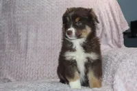 Poppy, a female Australian Shepherd for sale in Dundee, OH – Photo 6 of 6