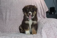 Poppy, a female Australian Shepherd for sale in Dundee, OH – Photo 3 of 6