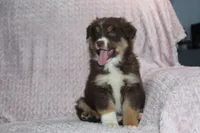 Poppy, a female Australian Shepherd for sale in Dundee, OH – Photo 5 of 6