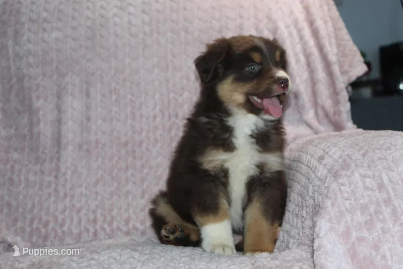 Poppy – Australian Shepherd puppy for sale in Dundee, OH