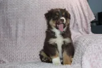 Poppy, a female Australian Shepherd for sale in Dundee, OH – Photo 2 of 6