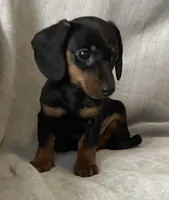 Zarah, a female Miniature Dachshund for sale in Dundee, OH – Photo 2 of 9