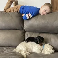 Zarah, a female Miniature Dachshund for sale in Dundee, OH – Photo 9 of 9