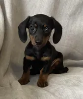 Zarah, a female Miniature Dachshund for sale in Dundee, OH – Photo 1 of 9
