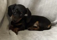 Zarah, a female Miniature Dachshund for sale in Dundee, OH – Photo 3 of 9