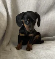 Zarah, a female Miniature Dachshund for sale in Dundee, OH – Photo 5 of 9